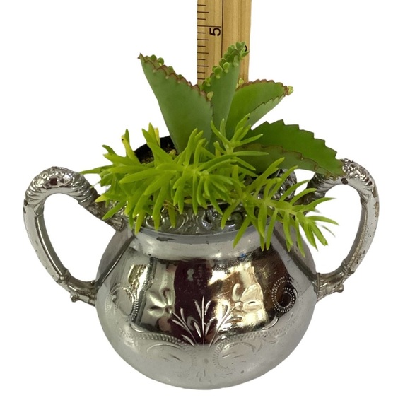 Homan Silver Planter With Live Succulents Mother Of Thousands & Sedum - Picture 2 of 4